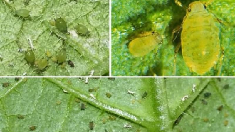 How to treat cucumbers against aphids during fruiting?