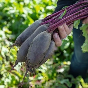 One of the sweetest varieties - Rocket beets: description, advantages and disadvantages