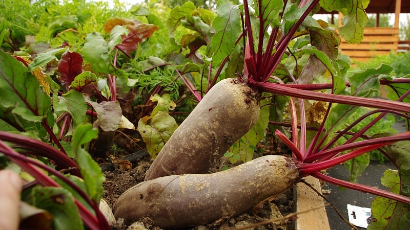 One of the sweetest varieties - Rocket beets: description, advantages and disadvantages