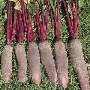 One of the sweetest varieties - Rocket beets: description, advantages and disadvantages