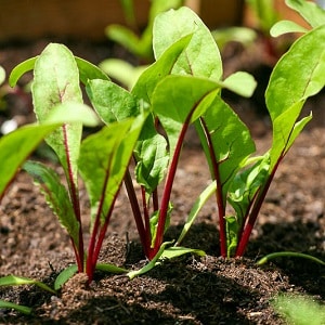 One of the sweetest varieties - Rocket beets: description, advantages and disadvantages