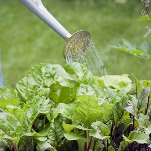 One of the sweetest varieties - Rocket beets: description, advantages and disadvantages