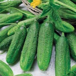 Hybrid cucumber Ginga f1 from German breeders