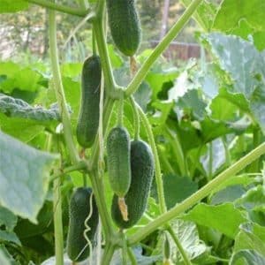 Hybrid cucumber Ginga f1 from German breeders