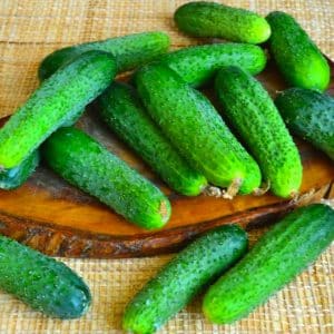 Hybrid cucumber Ginga f1 from German breeders