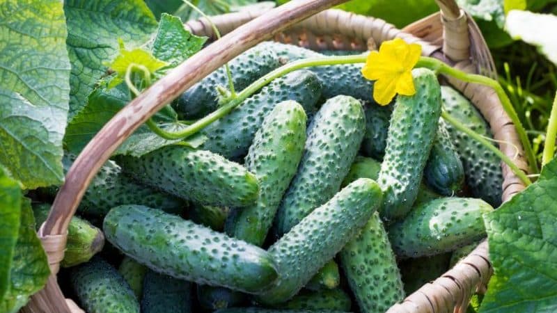 Unpretentious cucumber Liliput f1, which does not require pollination and produces a rich harvest