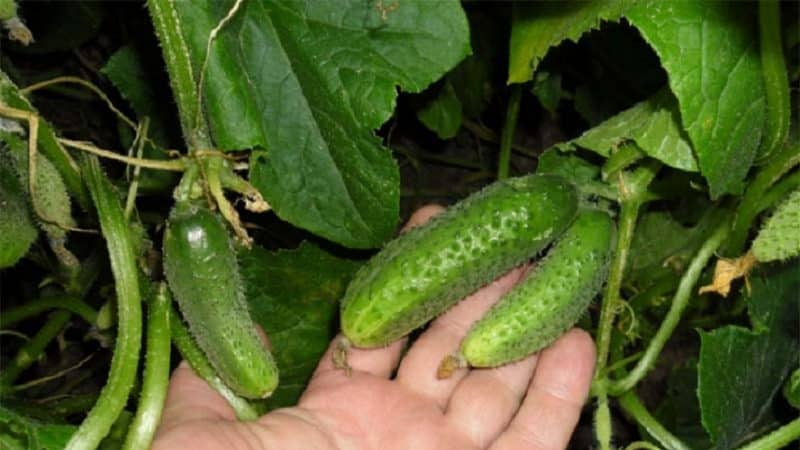Unpretentious cucumber Liliput f1, which does not require pollination and produces a rich harvest