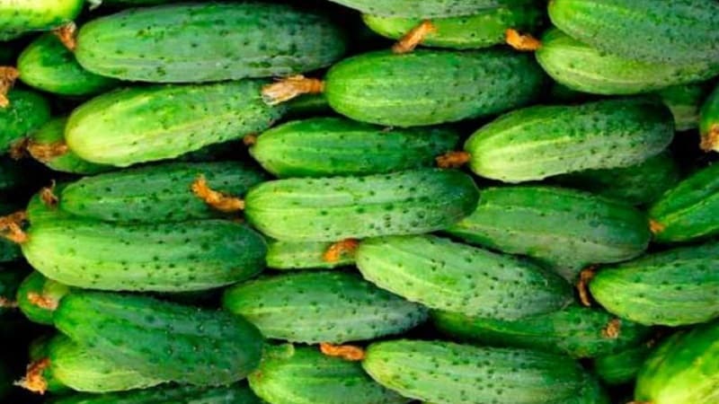 Cucumber Boy with a finger for greenhouses, open ground and home cultivation