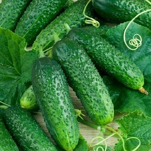 Cucumber Boy with a finger for greenhouses, open ground and home cultivation