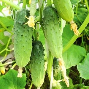 Cucumber Boy with a finger for greenhouses, open ground and home cultivation