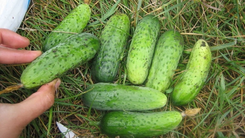 Cucumber Boy with a finger for greenhouses, open ground and home cultivation