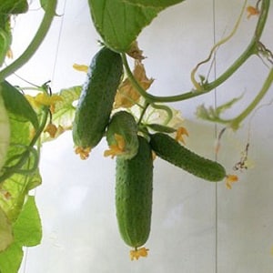 Cucumber Boy with a finger for greenhouses, open ground and home cultivation