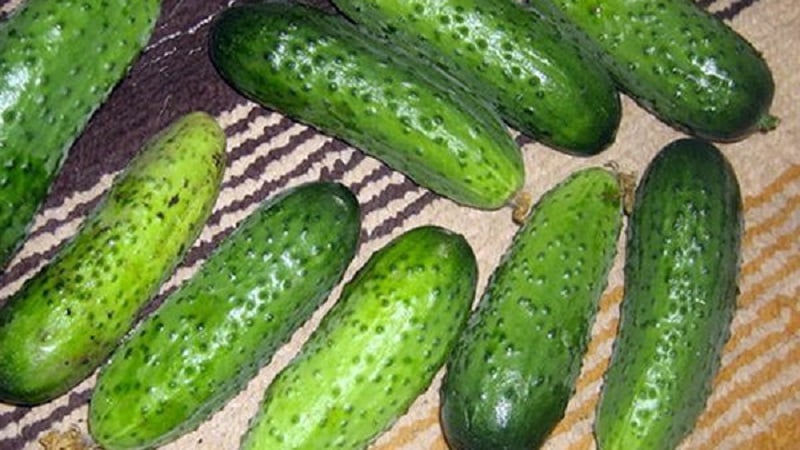 Cucumber Boy with a finger for greenhouses, open ground and home cultivation