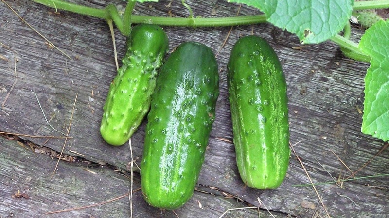 Cucumber Boy with a finger for greenhouses, open ground and home cultivation