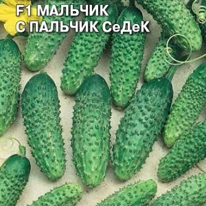 Cucumber Boy with a finger for greenhouses, open ground and home cultivation