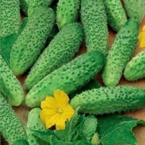Tips for growing Masha F1 cucumbers: how to get a good harvest in winter