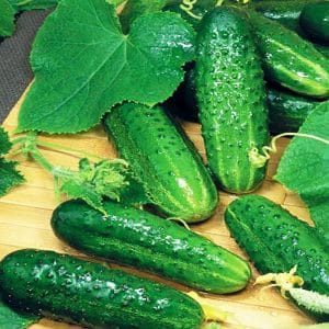Tips for growing Masha F1 cucumbers: how to get a good harvest in winter