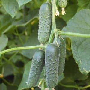 Tips for growing Masha F1 cucumbers: how to get a good harvest in winter