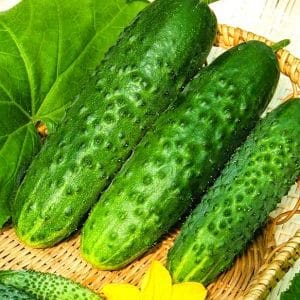 Tips for growing Masha F1 cucumbers: how to get a good harvest in winter