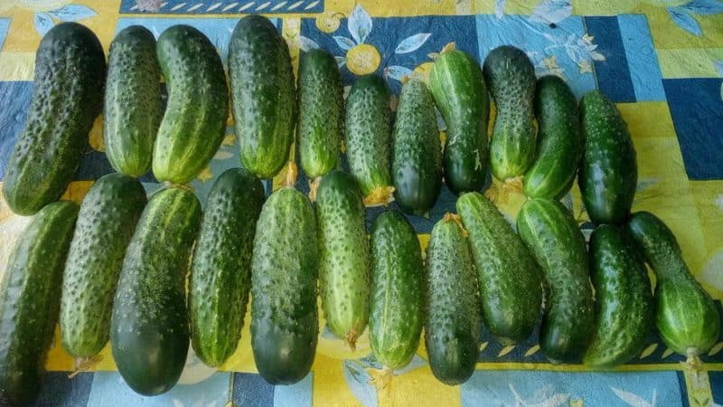What are they good for and how to properly grow red mullet cucumbers for delicious preparations for the winter
