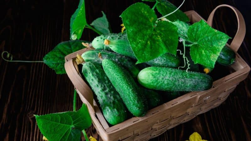 What are they good for and how to properly grow red mullet cucumbers for delicious preparations for the winter