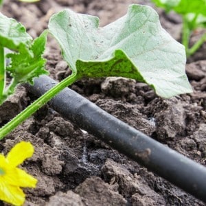 What are they good for and how to properly grow red mullet cucumbers for delicious preparations for the winter