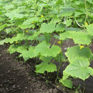 What are they good for and how to properly grow red mullet cucumbers for delicious preparations for the winter