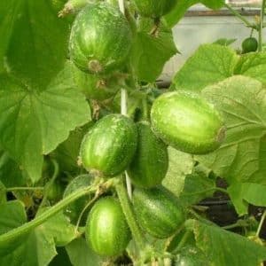 Unusual round cucumbers Chupa Shchups for salads and winter preparations