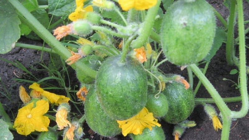 Unusual round cucumbers Chupa Shchups for salads and winter preparations