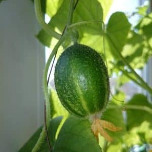Unusual round cucumbers Chupa Shchups for salads and winter preparations