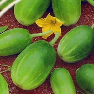 Unusual round cucumbers Chupa Shchups for salads and winter preparations