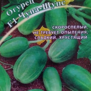 Unusual round cucumbers Chupa Shchups for salads and winter preparations