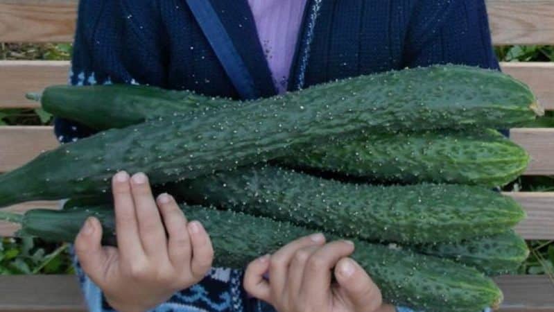 Cucumber hybrid Emerald Stream for the most delicious salads