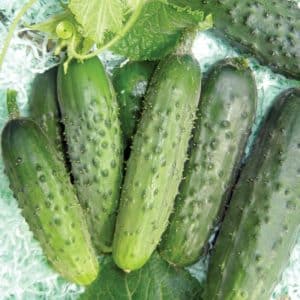 A productive and easy-to-care variety of Fingers cucumbers with excellent tasty fruits