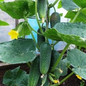 A productive and easy-to-care variety of Fingers cucumbers with excellent tasty fruits