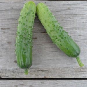 A productive and easy-to-care variety of Fingers cucumbers with excellent tasty fruits