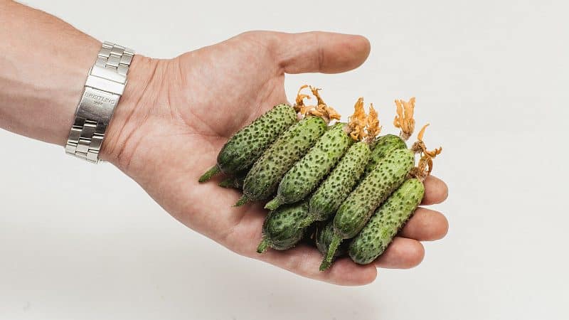 Easy-to-care early cucumber Temp for salads and preservation
