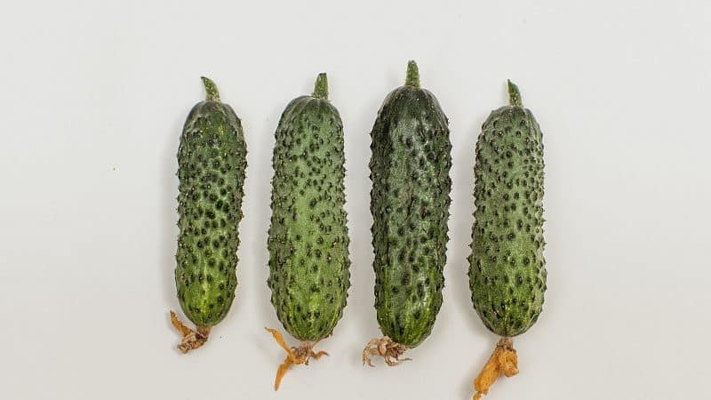 Easy-to-care early cucumber Temp for salads and preservation