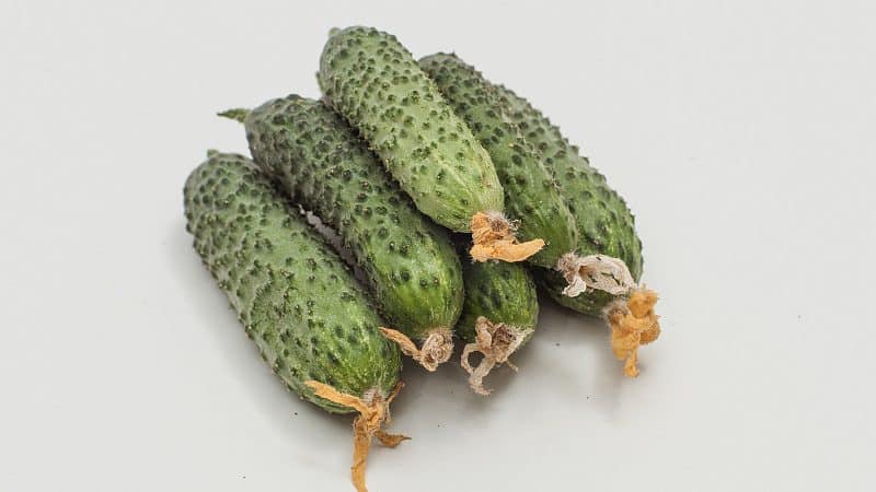 Easy-to-care early cucumber Temp for salads and preservation