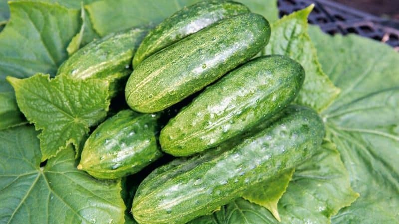 Easy-to-care early cucumber Temp for salads and preservation