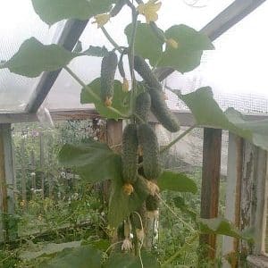 Easy-to-care early cucumber Temp for salads and preservation