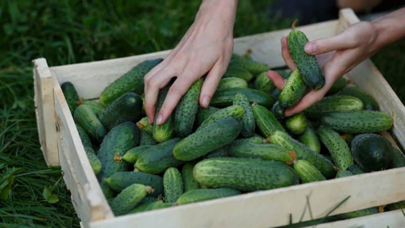 Hybrid cucumber Uhazher, suitable for growing in unfavorable conditions