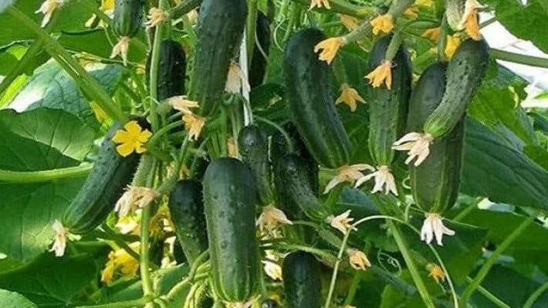 A wonderful hybrid with a self-explanatory name - cucumbers The envy of everyone