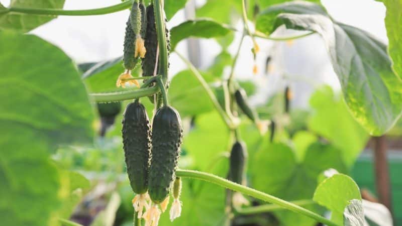 A wonderful hybrid with a self-explanatory name - cucumbers The envy of everyone