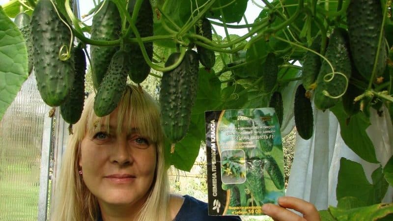 A wonderful hybrid with a self-explanatory name - cucumbers The envy of everyone