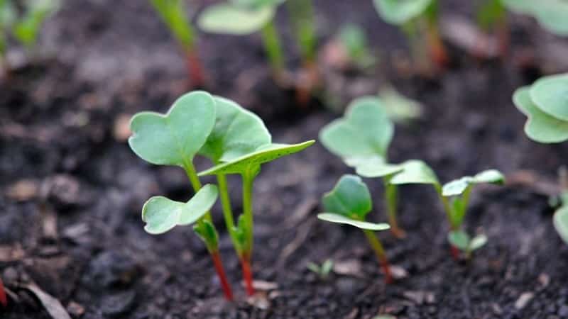 Features of planting radishes in July