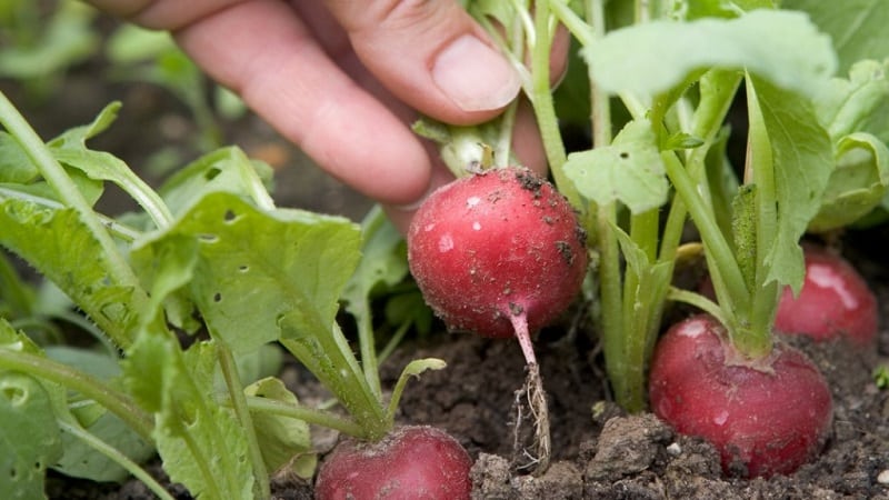Features of planting radishes in July
