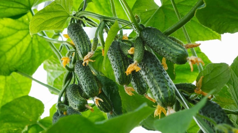 Domestic hybrid of Garland cucumbers, which will delight you with a rich harvest