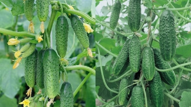 Domestic hybrid of Garland cucumbers, which will delight you with a rich harvest