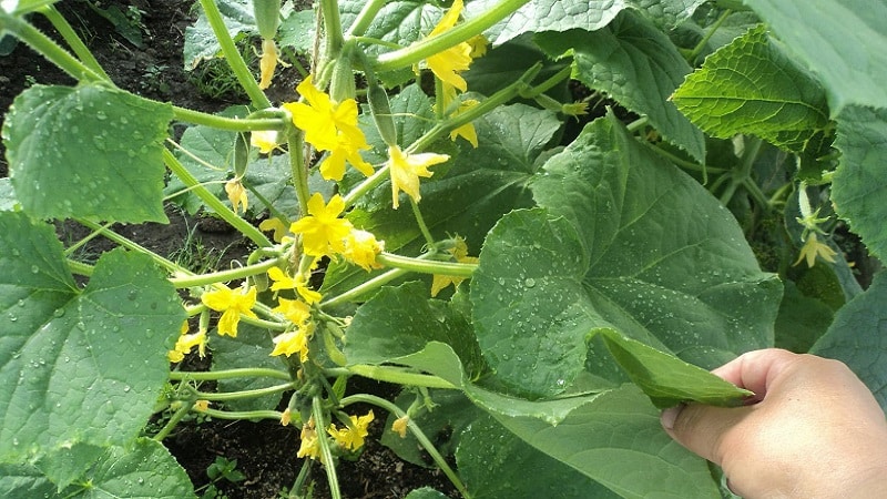 Domestic hybrid of Garland cucumbers, which will delight you with a rich harvest